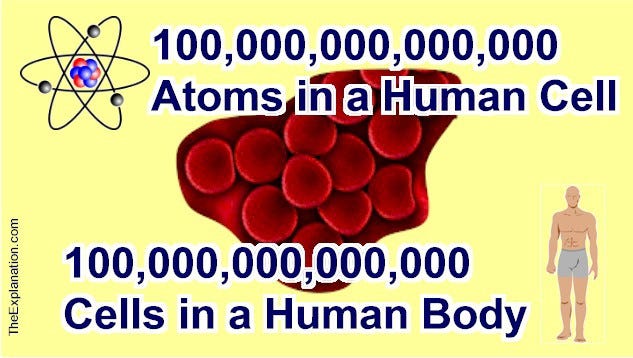 Cells … About 100 trillion of them and we have a Human Body | by Sam  Kneller | The Explanation | Medium