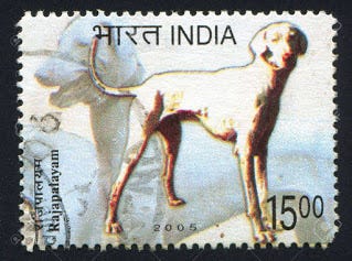 rajapalayam dog maximum height