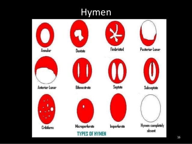 The Hymen And Virginity Myths Medium The Hymen And Virginity Myths Medium