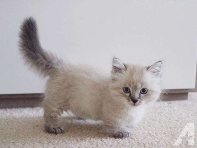 the munchkin cat for sale