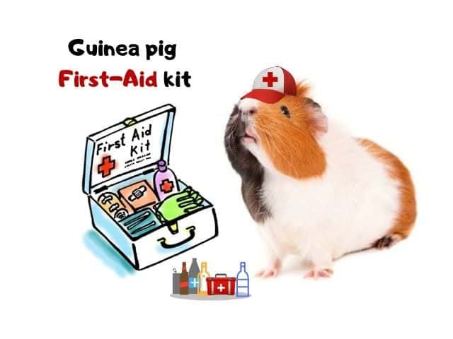 supplies needed for a guinea pig