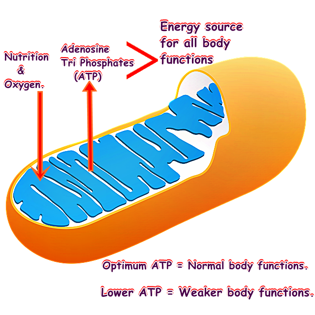 Naturally, Recharge — The body powerhouse — The ...