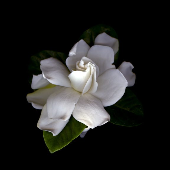 Scanography (part one) | by Thomas W. McDonnell | SCANOGRAPHY ...