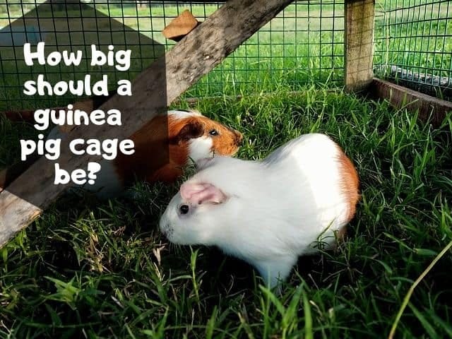 large guinea pig enclosure