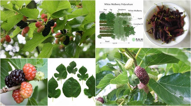 Fruit Tree Leaf Identification Chart