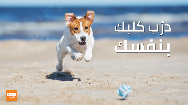 بيتس جوت ويب تقدم لكم درب كلبك بنفسك How To Train Your Dog Petsgotweb By Petsgotweb بيتس جوت ويب Medium