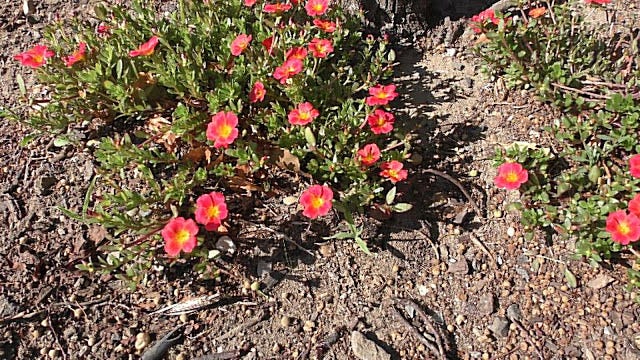 Moss Rose Aquarium Garden Moss Rose S Scientific Name Is By Michael Langerman Medium