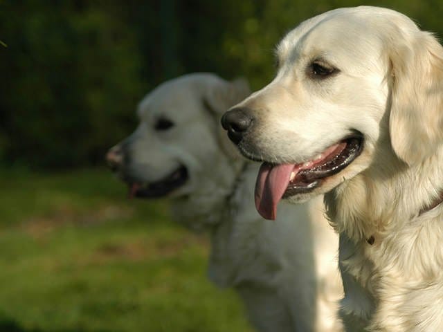 dog training central coast