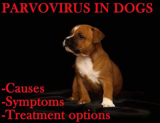 parvovirus treatment