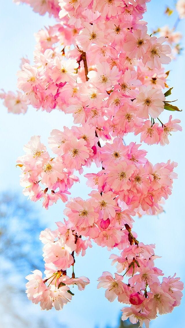 ピンク色の花 By Iphone Wallpaper Medium