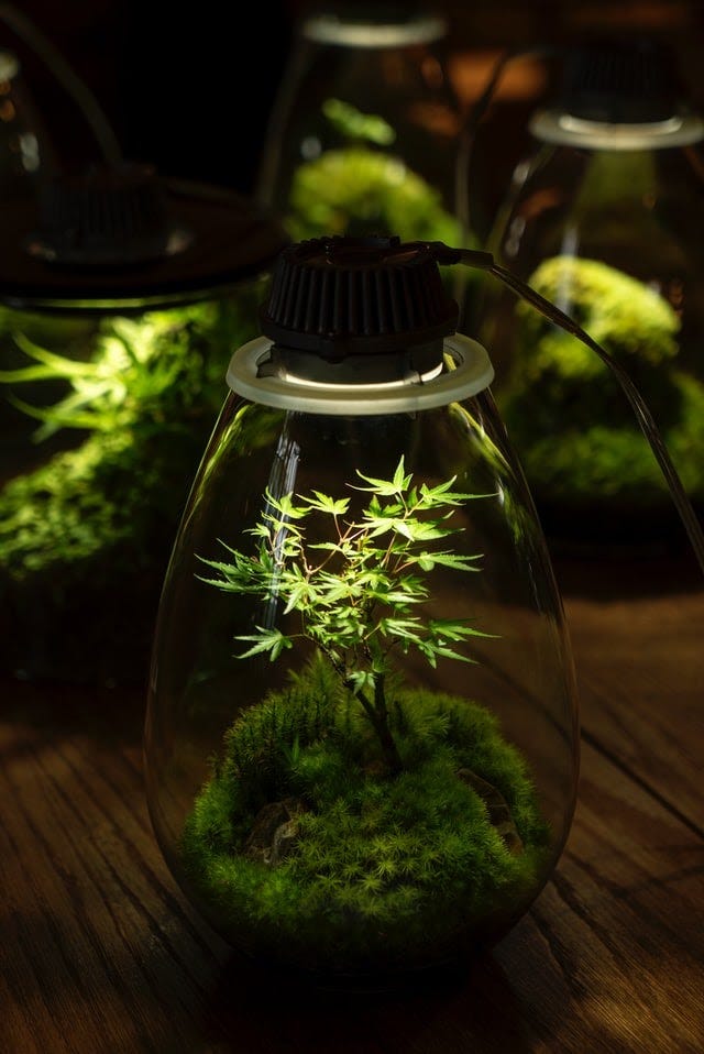 LED Grow Lights vs Fluorescent Grow Lights | by Aimie Kunyita | Medium