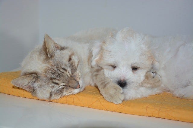 affordable pet emergency