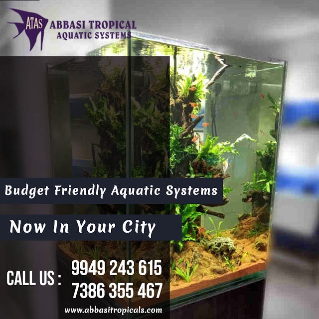 exotic aquariums