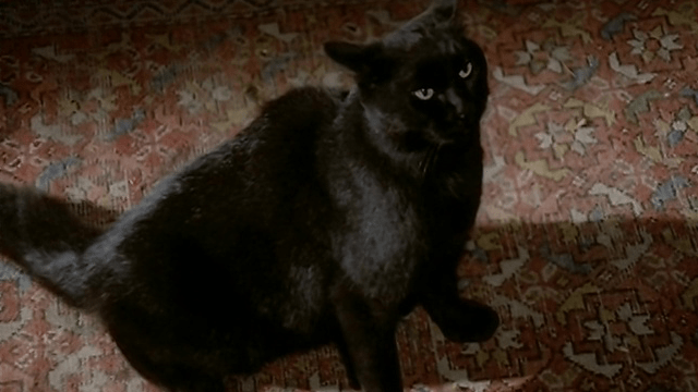 Movie Review: The Black Cat (1981) | by Patrick J Mullen | As Vast as ...