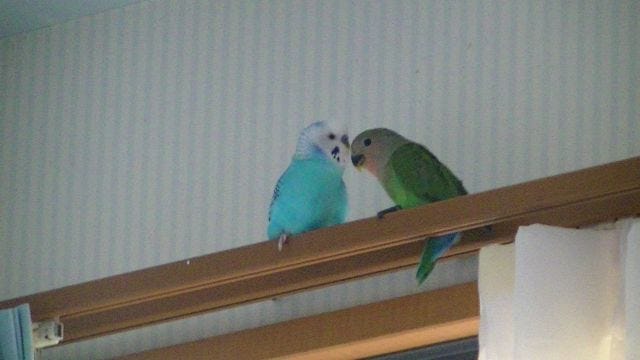 ペットを選ぶときは子どもの安全を考えて インコでも危険な場合が By Abekkan 賢い子を育てるイクメンパパの子育て術 Medium