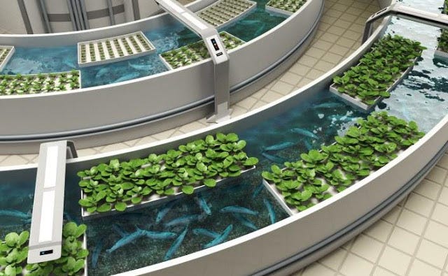 Cost to build aquaponics system Aquaponics and greenhouses to grow produce year-round planned by Garden of Health