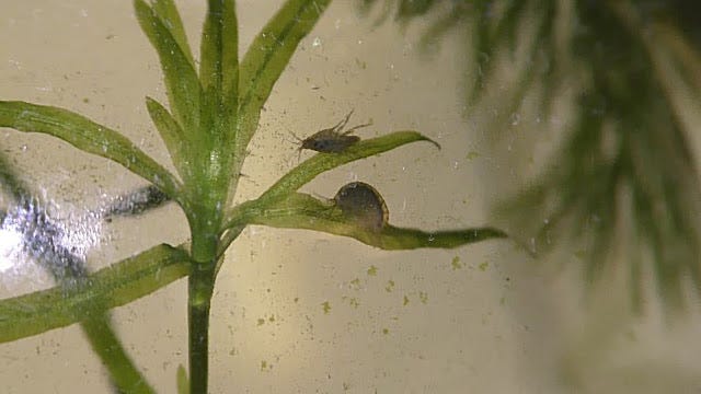 Feeding Scuds. Here you can see Scuds or Gammarus… | by Michael
