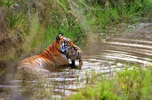 Tadoba National Park – The Land of Tigers