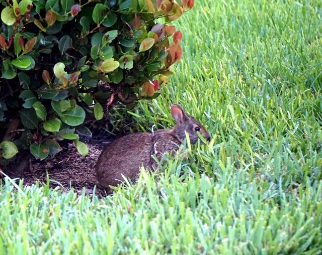 Marsh Rabbit Wrapped in Twine; Dove Trapped in Fallen Bird Feeder | by ...