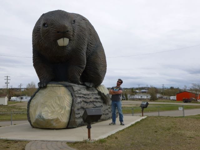 Dramatic Beaver Makes Splash. Prompted Micro Fiction (feather… | by Jim ...
