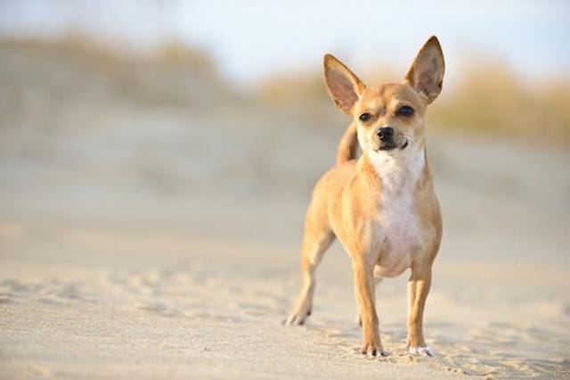 10 smallest dog breeds