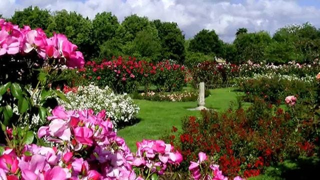 Municipal Rose Garden San Jose Travessi Travelplus Ai