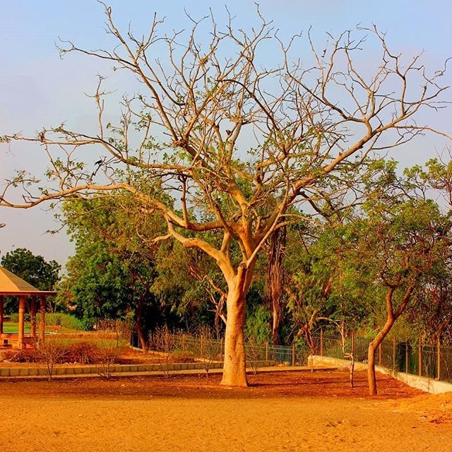 let’s Plant More Trees... Nowadays karachi’s whether is too hot… by