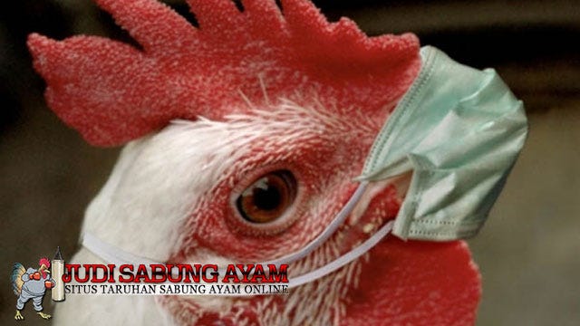 Jenis Obat Penyakit Pilek Super Ampuh Bagi Ayam Bangkok