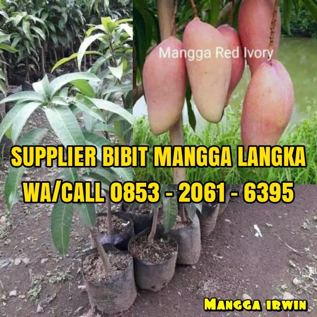 Pollaris Groups Buah Mangga Kelapa
