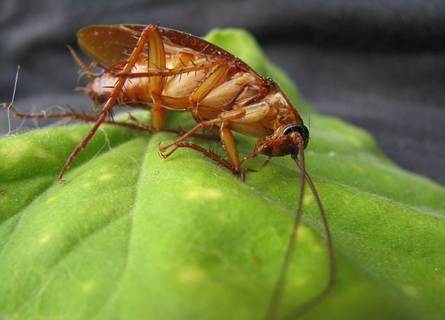 How To Get Rid Of Cockroaches In Kitchen Cabinets Morning News