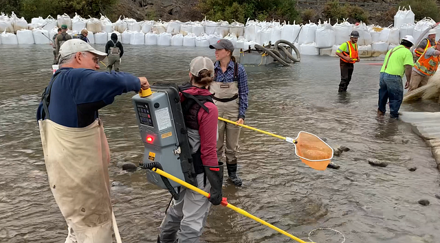 Saving fish in the short- and long-term on the Naches River | by The ...