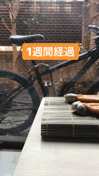 簡単なカラスミの作り方 年末年始にうまいものをたらふく食いたい By Shinsuke Naito Medium 簡単なカラスミの作り方 年末年始にうまいものをたらふく食いたい By Shinsuke Naito Medium