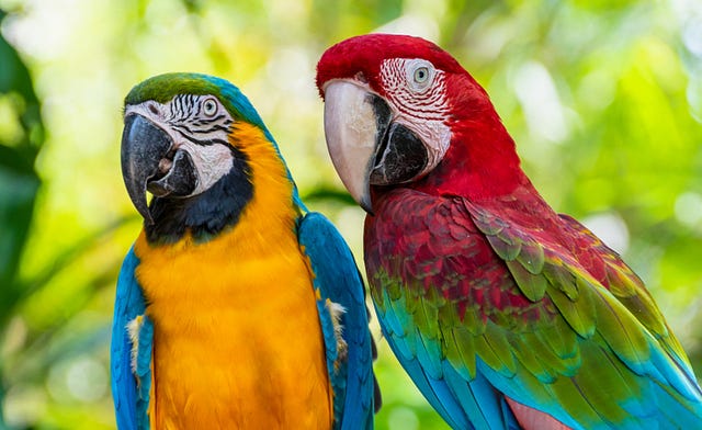 Ten Things I’ve Learned From My Parrots | by The Good Men Project ...