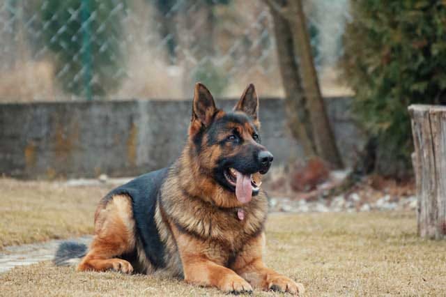 egyptian german shepherd
