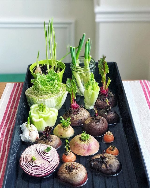 How To Grow a Windowsill Garden From Kitchen Vegetable Scraps | by Kim Duke  | One Table, One World | Medium