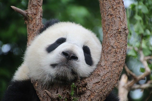 panda in a tree sleeping