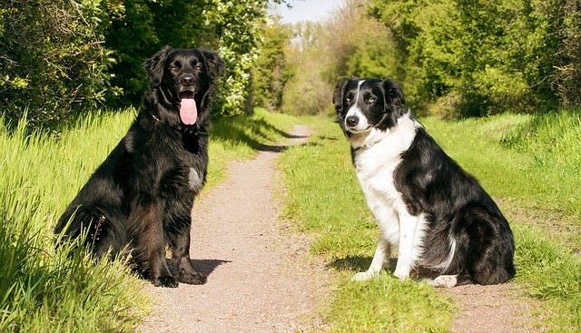 border collie leash training