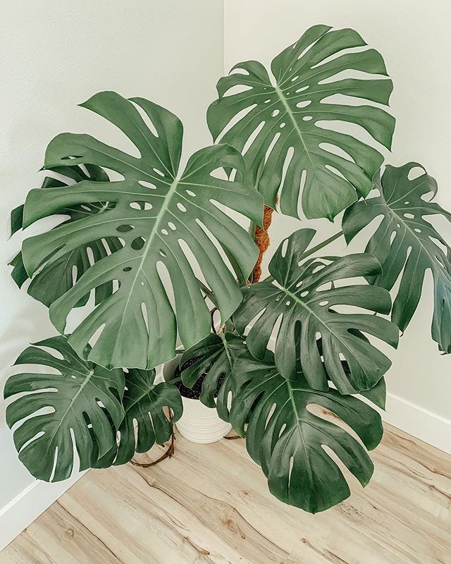 Monstera Borsigiana Vs Deliciosa What Is Differencece 9plant