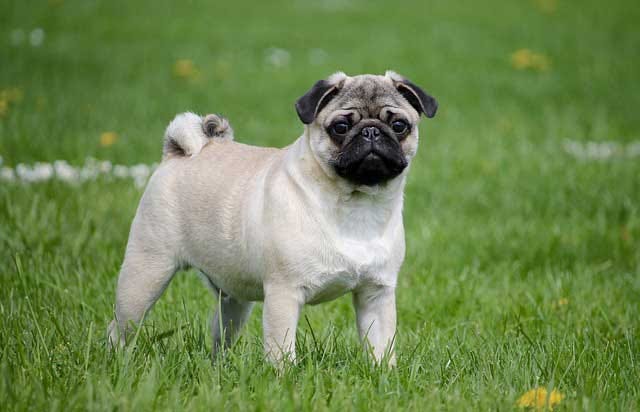 pug little