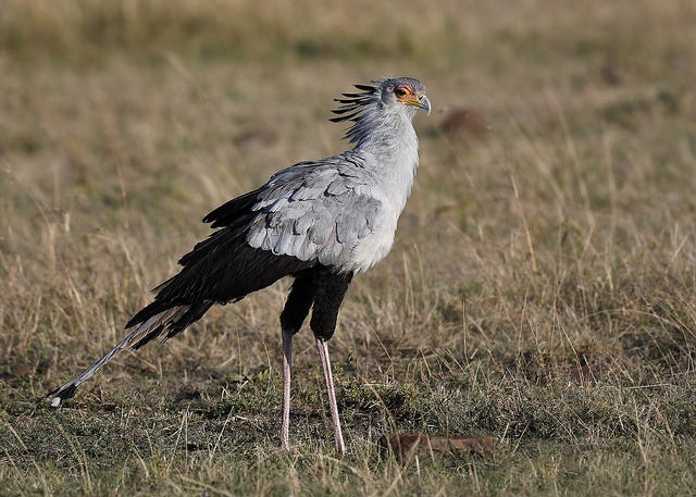 [Rust] 러스트의 꽃, Ownership 파헤치기