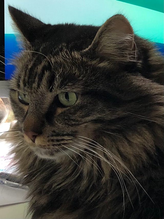 Are Your Cats Sweet or Sour After You’ve Been Away? by Dakota Duncan