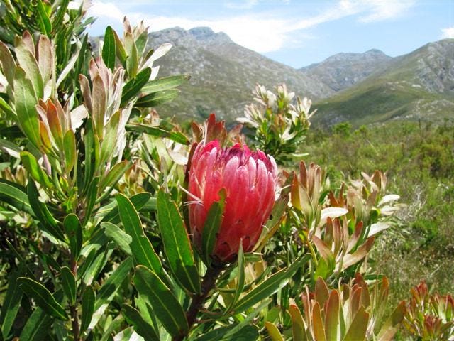 Modelling the variables influencing Protea repens cone production