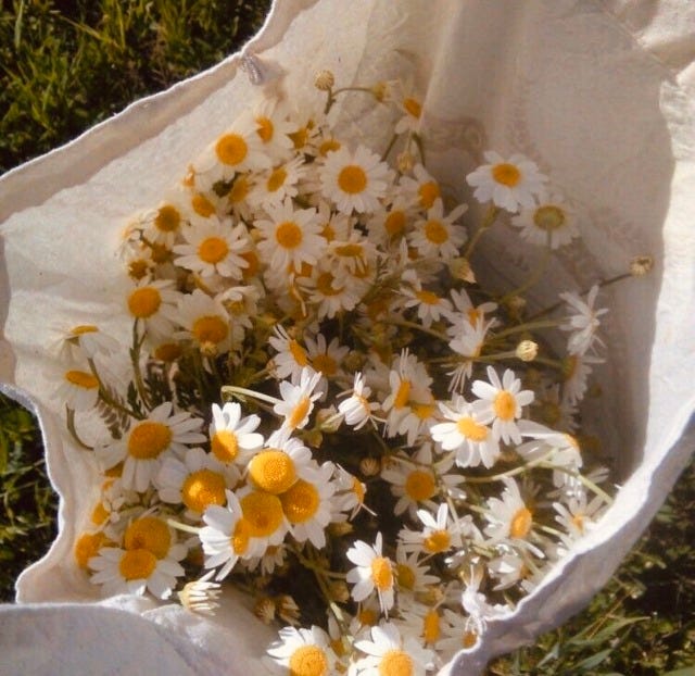 Dried daisies. Daisies are plain white. With a yellow… by Dhiyadavid