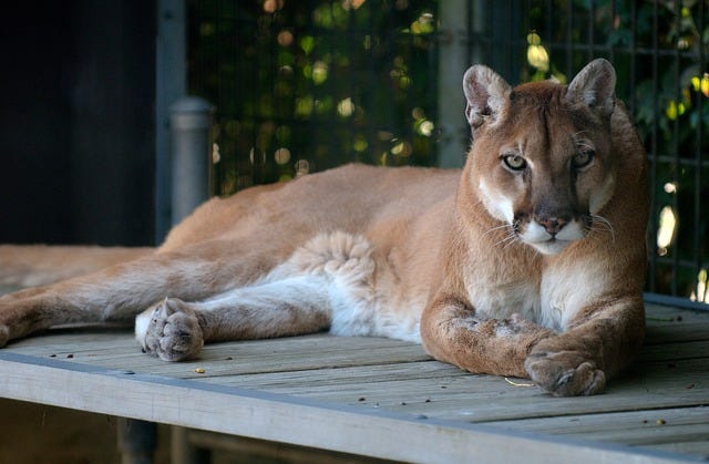 a puma