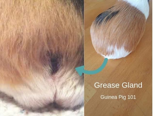 guinea pig cleaning