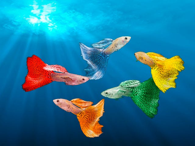 悲しき熱帯魚 小説 人魚姫のお話をベースに 舞台は江戸時代に移して せつない恋物語を書きました By Mayumi B Medium 悲しき熱帯魚 小説 人魚姫のお話をベースに 舞台は江戸時代に移して せつない恋物語を書きました By Mayumi B Medium