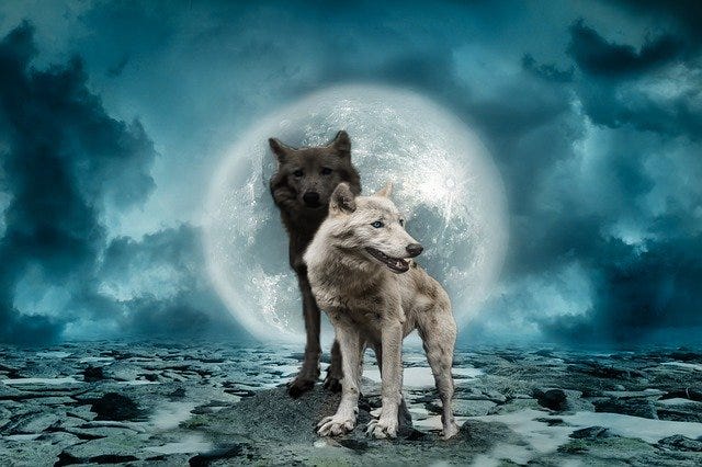 Two wolves and the moral lesson. A parable, to be your guide when you ...