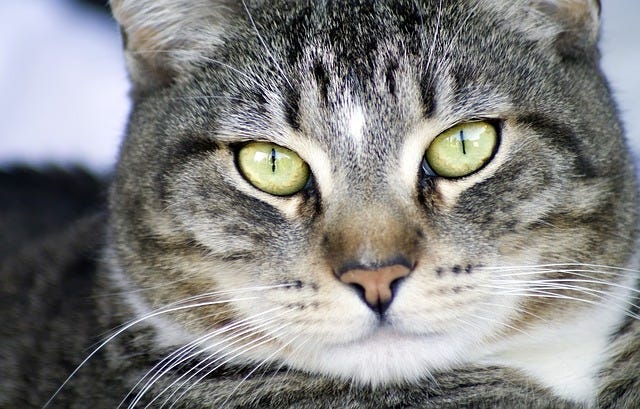 Why Male Cats Are Called 'Toms'…. | by 