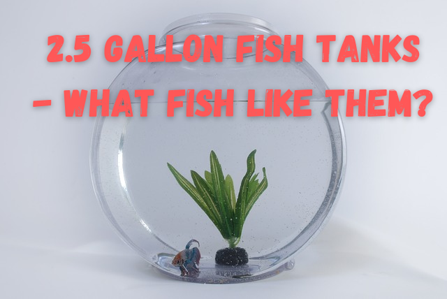 can a betta live in a 2.5 gallon tank