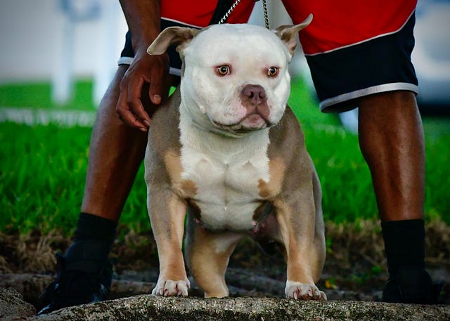 American Bully Breeding Color Chart Bloodline Razors Exotic 